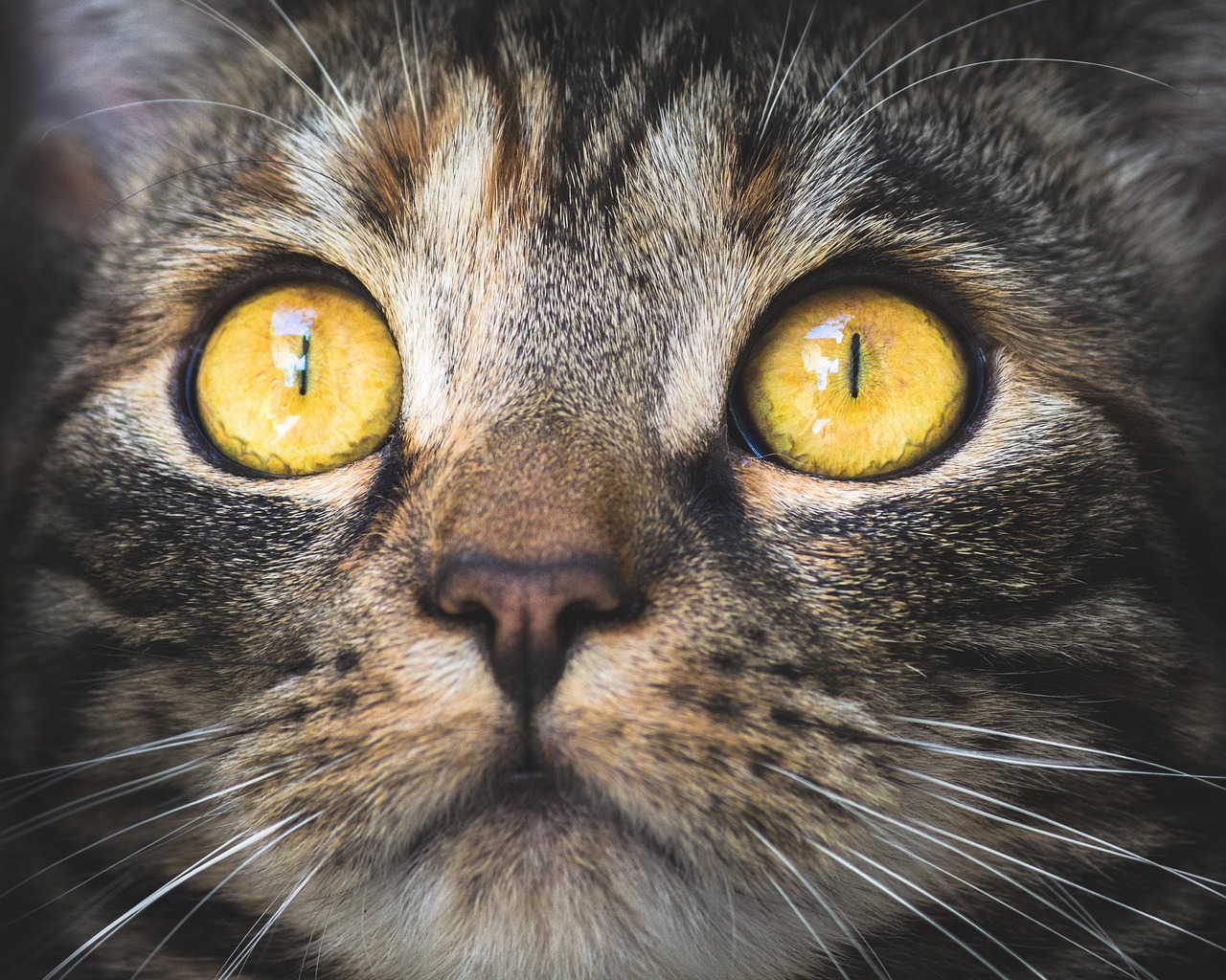 entdecken sie die faszinierende welt der katzen! von ihren einzigartigen verhaltensweisen bis hin zu tipps zur pflege und haltung – tauchen sie ein in unsere umfassenden artikel über alles, was mit katzen zu tun hat.