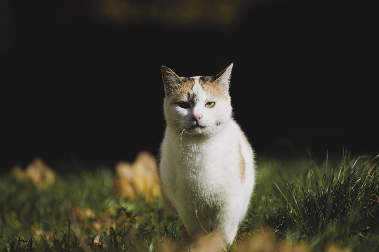 entdecken sie die faszinierende welt der katzen! erfahren sie alles über ihre rassen, pflege, verhalten und wie sie unser leben bereichern.