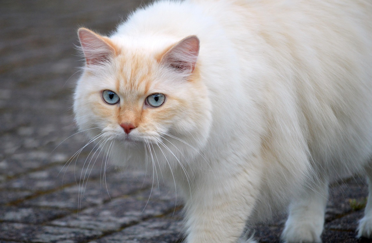entdecken sie die faszinierende welt der katzen! von ihren einzigartigen verhaltensweisen bis zu praktischen pflegetipps - alles, was sie über katzen wissen müssen. erfahren sie mehr über verschiedene rassen, gesundheit und das perfekte zubehör für ihre pelzigen freunde.