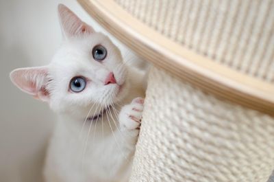 Katzen: Die besten Tipps zur Pflege und Haltung Ihrer Haustiere