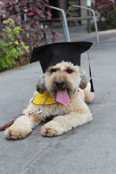 Hunde richtig erziehen: Tipps für eine harmonische Hund-Mensch-Beziehung
